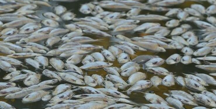 Bencana Ekologi, Jutaan Ikan Mati di Sungai Australia