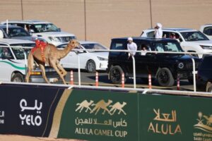 Kompetisi Balap Unta di Alula, Arab Saudi Perebutkan Hadiah US$2 Juta 1