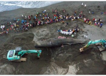 Paus Sperma Mati Terdampar di Indonesia Terus Terjadi
