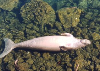 Spesies Dugong di Indonesia Kian Terancam Punah