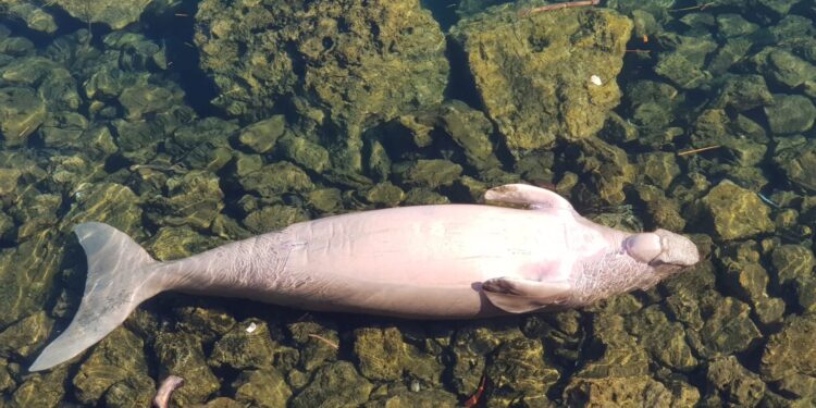 Spesies Dugong di Indonesia Kian Terancam Punah