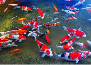 Terpapar Virus, Ribuan Ikan Koi Asal Jepang Masuk Indonesia