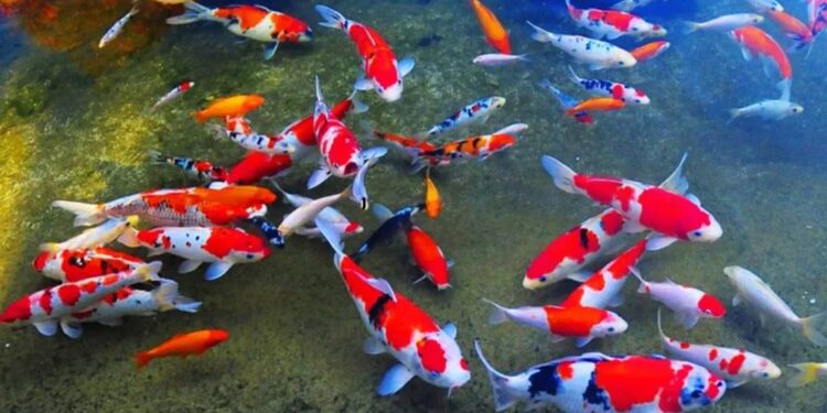 Terpapar Virus, Ribuan Ikan Koi Asal Jepang Masuk Indonesia