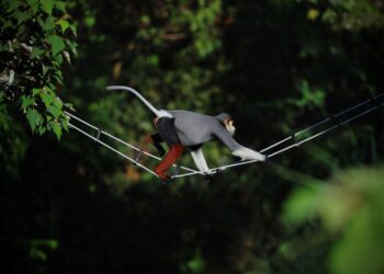 InterContinental Danang is committed to the conservation of Vietnam’s red-shanked douc langurs