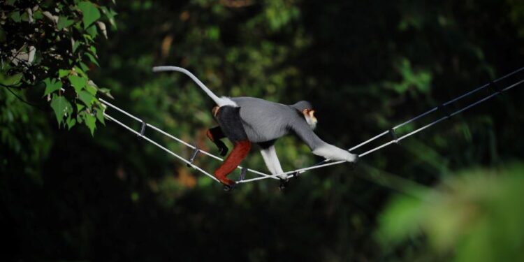 InterContinental Danang is committed to the conservation of Vietnam’s red-shanked douc langurs