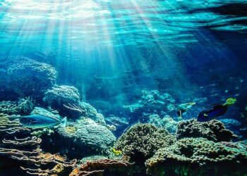 Lima Ribu Spesies Baru Ditemukan di Samudra Pasifik 1