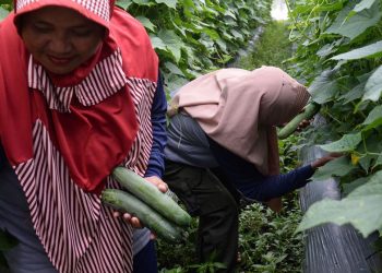 Dari Abu Menjadi Kaya: Memanfaatkan Lahan Gambut di Indonesia