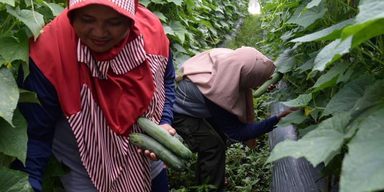 Dari Abu Menjadi Kaya: Memanfaatkan Lahan Gambut di Indonesia