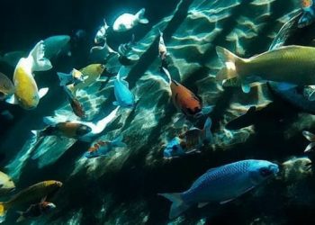 Exports of Indonesian ornamental fish are the second highest in the world, reaching US$20.5 million
