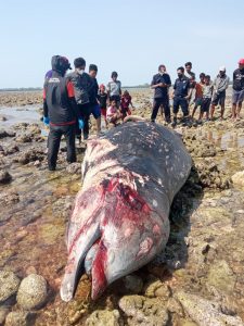 Kematian Mamalia Laut di Indonesia Terus Terjadi 1