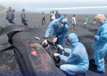 Kematian Mamalia Laut di Indonesia Terus Terjadi