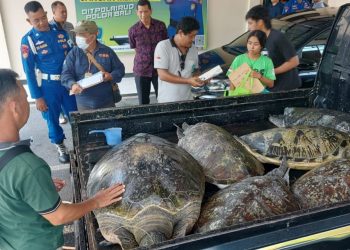 Penyelundupan 11 Ekor Penyu Hijau di Bali Digagalkan Aparat
