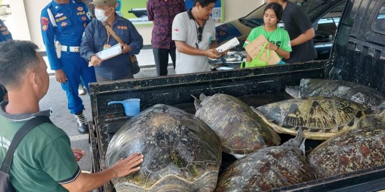 Penyelundupan 11 Ekor Penyu Hijau di Bali Digagalkan Aparat