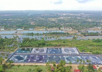 Genjot Produksi Udang, ADB Siapkan Dana Utang Rp1,348 Triliun untuk Indonesia