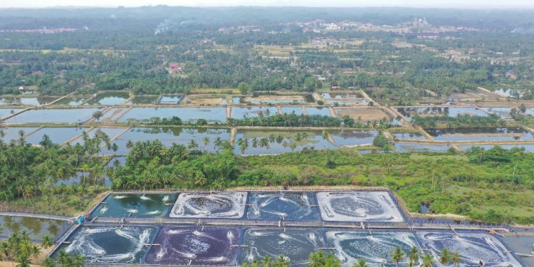 Genjot Produksi Udang, ADB Siapkan Dana Utang Rp1,348 Triliun untuk Indonesia