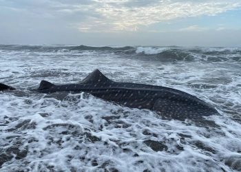 Dead Leopard Shark Stranded on Cilacap Beach