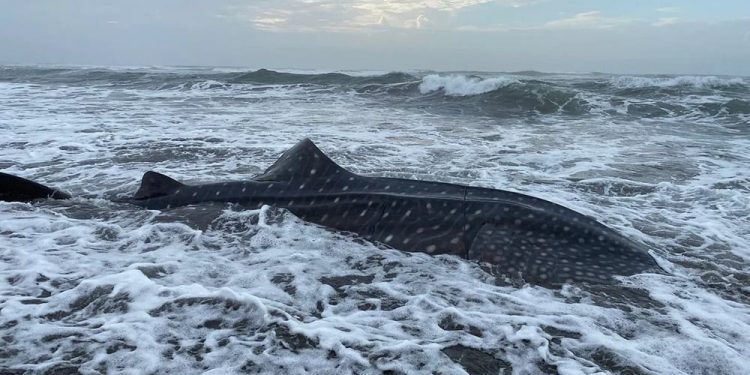 Dead Leopard Shark Stranded on Cilacap Beach