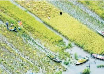 Indonesia and Thailand are Ready to Collaborate to Cultivate Swamp Land for Food