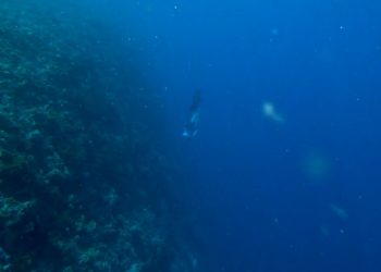 Deep Sea Studies in the Southern Waters of Sumbawa Carry Out a Big Mission
