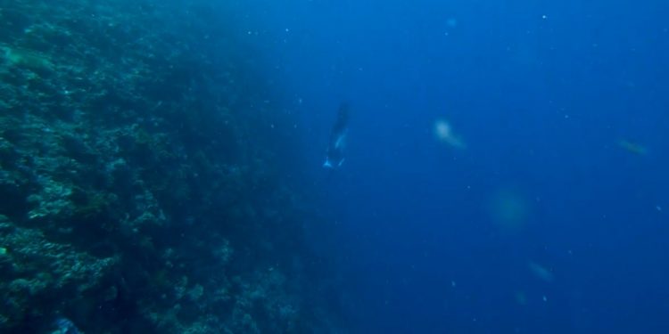 Deep Sea Studies in the Southern Waters of Sumbawa Carry Out a Big Mission