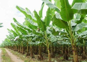 Indonesian Destroys Thousands of Diseased Imported Banana Seeds from the Philippines