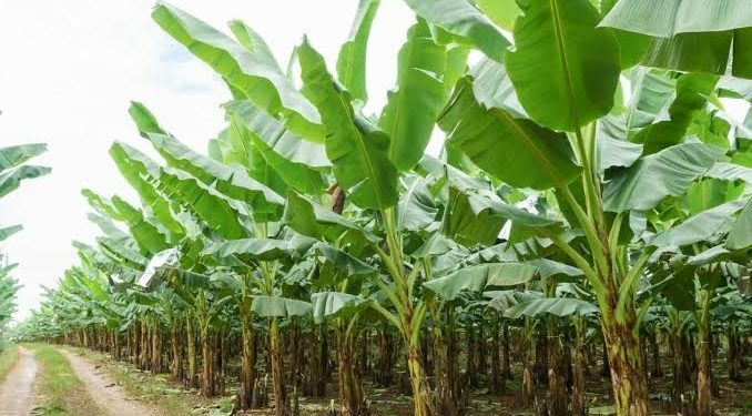 Indonesian Destroys Thousands of Diseased Imported Banana Seeds from the Philippines 1 Indonesian Destroys Thousands of Diseased Imported Banana Seeds from the Philippines