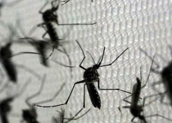 Emergency, Millions of Wolbachia Mosquitoes will be Released in Bali and 5 Cities in Indonesia