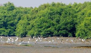 Indonesia Has the Largest Mangrove Conservation Center in Southeast Asia 1