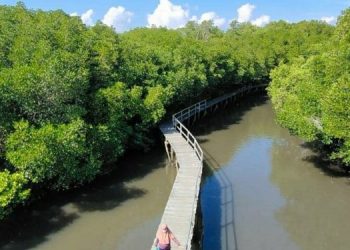 Indonesia Trusted to Lead Global Mangrove Alliance for Climate
