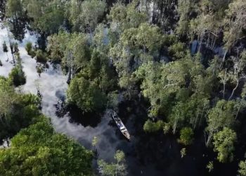 COP28 Mobilizes Action to Protect and Restore Forests, Mangroves, Land and Ocean