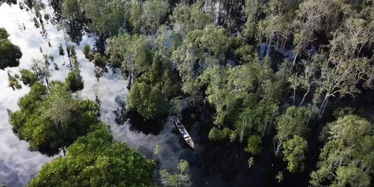 COP28 Mobilizes Action to Protect and Restore Forests, Mangroves, Land and Ocean