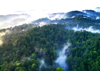 COP28: 3 Countries Owning the Largest Tropical Forests in the World Collaborate on Climate Action