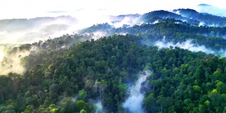 The Best Indonesian Carbon Exchange in Asia, Becomes an International Reference 1 COP28: 3 Countries Owning the Largest Tropical Forests in the World Collaborate on Climate Action