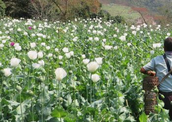 Myanmar Overtakes Afghanistan as World’s Top Opium Producer