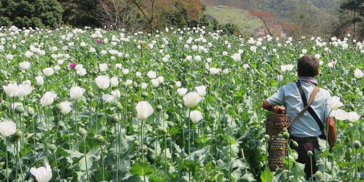 Myanmar Overtakes Afghanistan as World’s Top Opium Producer