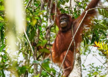 Indonesia Repatriates 3 Sumatran Orangutans from Thailand