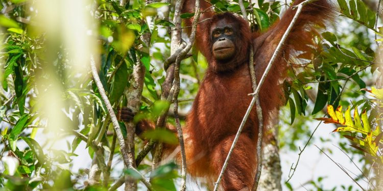 Indonesia Repatriates 3 Sumatran Orangutans from Thailand | AsiaToday.id