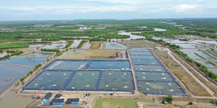 US Sues Shrimp Products from Indonesia, Ecuador, India and Vietnam