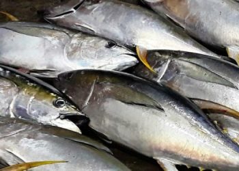 Biak Nunfor Regency Exports 7 Tons of Tuna Fish to Japan