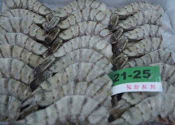 Indonesia Ready to Face AD ​​and CVD Accusations of Exporting Frozen Shrimp in the US