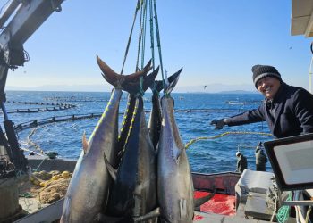 Indonesia Ready to Adopt Tuna Cultivation Technology from Turkiye