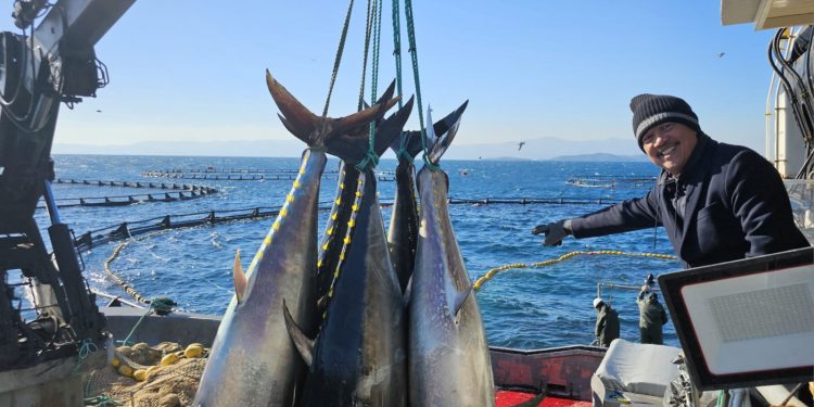 Indonesia Ready to Adopt Tuna Cultivation Technology from Turkiye