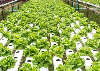 Urban Farming’s Carbon Footprint Is Larger Than Conventional Farming