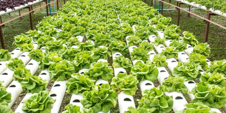 Urban Farming’s Carbon Footprint Is Larger Than Conventional Farming