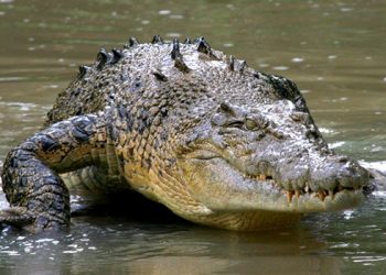 Crocodiles from Australia Attack People in East Nusa Tenggara