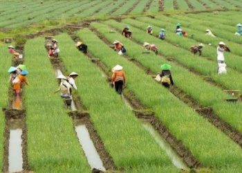 Indonesia Proposed to Become a Training Center for Young Farmers in Asia Pacific