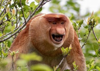 Wetland Conservation Extends the Lives of Endemic Species in Indonesia