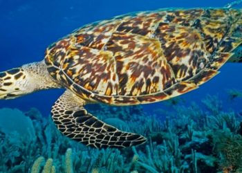 Globally Migrating Species Face Complex Threats