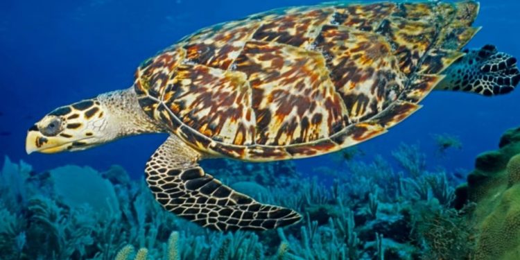 Globally Migrating Species Face Complex Threats