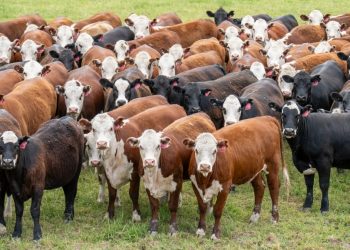Hundreds of Imported Cattle from Australia Die While Traveling to Indonesia